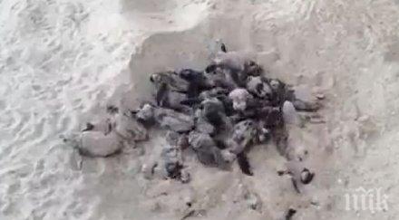 разхождаха брега морето забелязаха нещо пясъка нещо невероятно