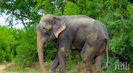 бразилия скоро отвори врати първото латинска америка убежище слонове