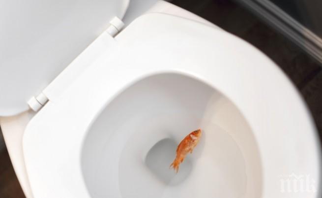 Канада: Не изхвърляйте златните си рибки в тоалетната, защото се размножават с обезпокоителни темпове