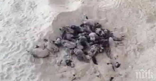 Те се разхождаха по брега на морето, когато забелязаха нещо в пясъка. Нещо невероятно!