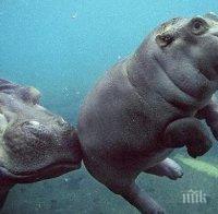Те се натъкнаха на нещо невероятно. Заснеха какво прави бебе хипопотам под водата