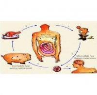 Ръст на чревните инфекции