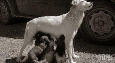 животът бездомните кучета обектива един фотограф