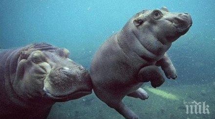 натъкнаха нещо невероятно заснеха прави бебе хипопотам водата