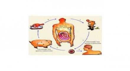 ръст чревните инфекции