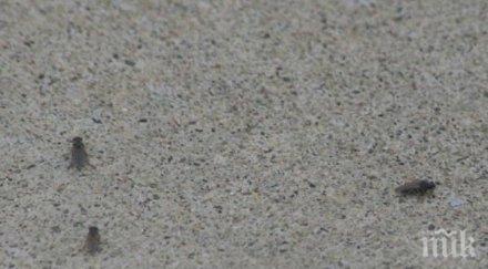 напаст малки мушички превзеха варна околността