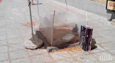 изградиха дом ранено бебе гларус центъра варна