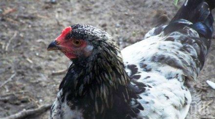 българска щастлива кокошка снесе 185 грамово яйце