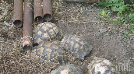конфискуваха сухоземни костенурки