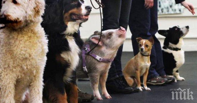 Те избраха едно прасе да бъде конкурент на няколко кучета