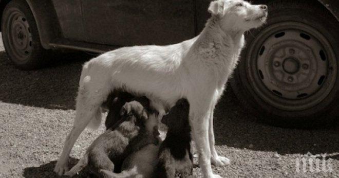 Животът на бездомните кучета през обектива на един фотограф...