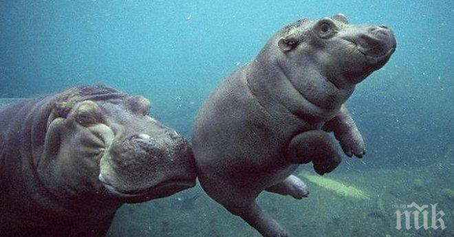 Те се натъкнаха на нещо невероятно. Заснеха какво прави бебе хипопотам под водата