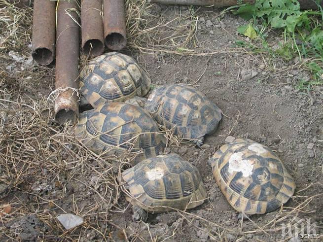 СПЕЦАКЦИЯ: Иззеха оръжия, боеприпаси, наркотици и 21 защитени от закона костенурки 