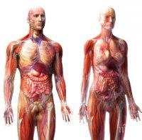 Учените откриха неизвестна до сега съдова система в човешкото тяло