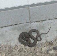 Змия влезе в заведение в Кърджали