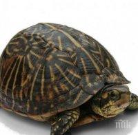 Конфискуваха 20 сухоземни костенурки от жилище в Сливен
