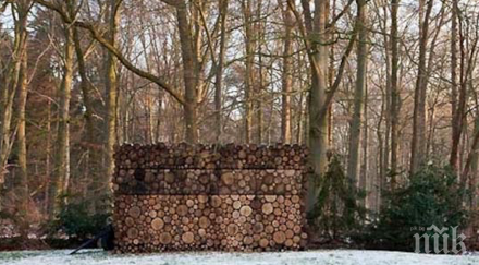 нещо интересно случва гората уникално