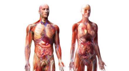 учените откриха неизвестна съдова система човешкото тяло