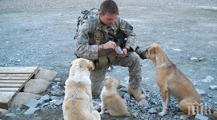 един човек опита убие войника три бездомни кучета попречиха