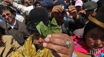 папата дъвче листа кока боливия