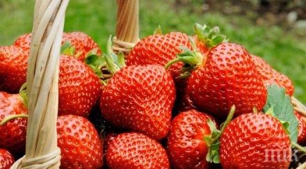 добра ягодовата реколта осиково