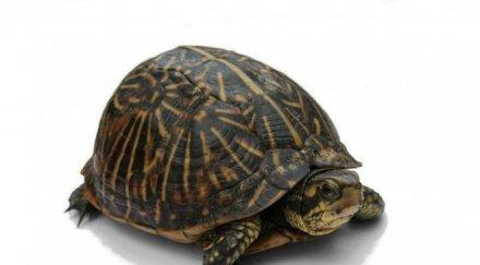 конфискуваха сухоземни костенурки жилище сливен