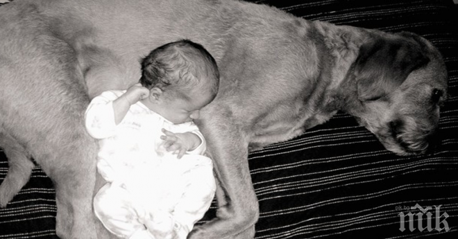 Това куче беше изоставено, заради...