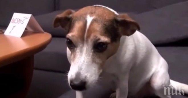 Най-много осиновени бездомни кучета има в  Русе, София, Бургас и Стара Загора