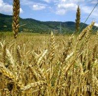 Жътвата на пшеница е започнала във Варненскo