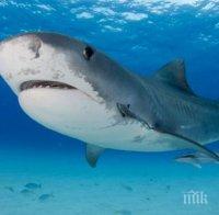 Властите в Австралия затвориха редица плажове заради зачестилите нападения на акули
