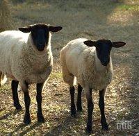 БАБХ свика кризисен щаб заради увеличаващи се случаи на шарка по овцете и козите