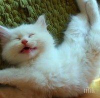 Тези котки имат най-сладките спящи физиономии, познати ли са ти? Ще намериш ли себе си сред тях?