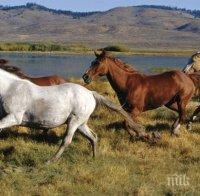 Не искат да признаят мустангите за застрашен вид в САЩ