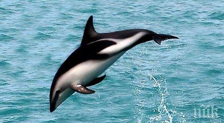 делфин направи нещо необичайно цяло семейство видя чудо