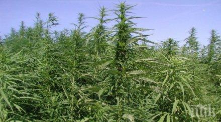 години затвор 281 грама марихуана