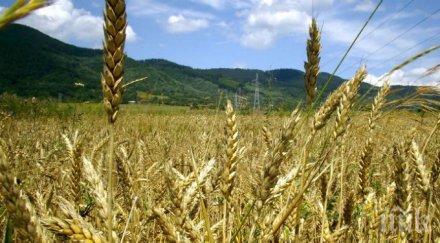 жътвата пшеница започнала варненскo