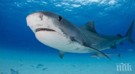 властите австралия затвориха редица плажове заради зачестилите нападения акули