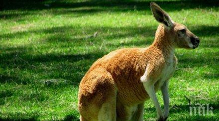 руски митничари арестуваха кенгурута летели прага