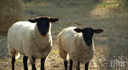 бабх свика кризисен щаб заради увеличаващи случаи шарка овцете козите