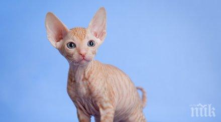 чудо котка оцеля двумесечен престой кутия без вода храна светлина