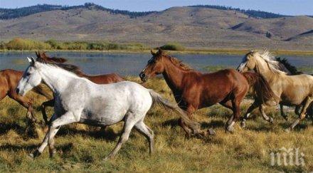 искат признаят мустангите застрашен вид сащ