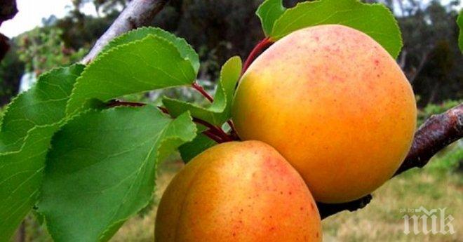 Тутракан е столица на кайсията