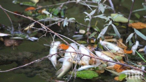 Зарибяват с пъстърва планинските притоци на Струма и Места