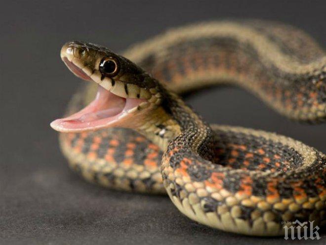 Зайка се бие със змия, за да спаси малките си (видео)