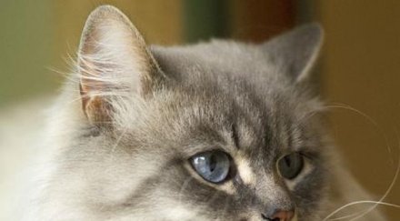 уникално котка носи подаръци гроба стопанина