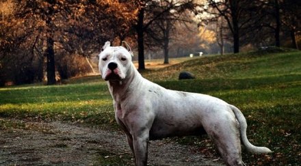 териер нахапа зам главния редактор тема