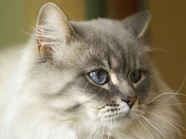 Уникално!!! Котка носи подаръци на гроба на стопанина си