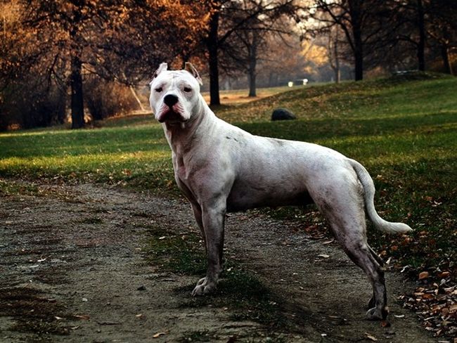 Териер нахапа зам.-главния редактор на сп. Тема