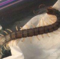 Лекари откриха зловеща твар в ухото на тийнейджър