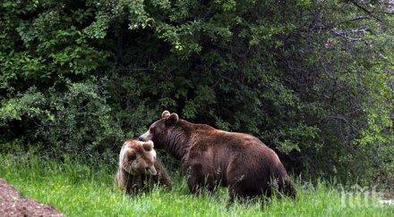 мечка вилня смолянско село